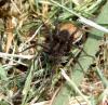 Pardosa proxima